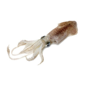 Squid Fish (Sea) 1 Kg